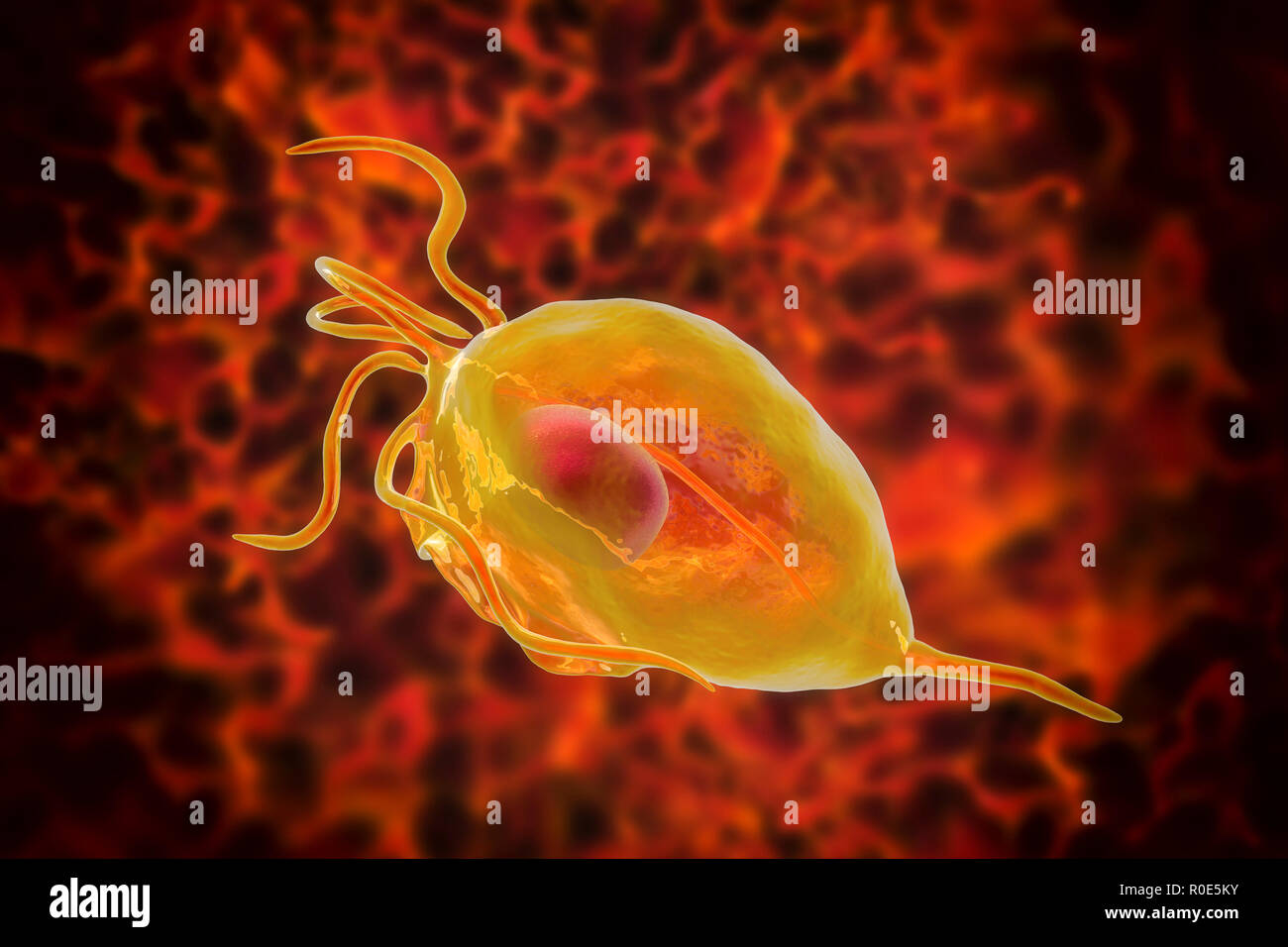 Trichomonas vaginalis, computer illustration. Trichomonas vaginalis is a parasitic microorganism that is the causative agent of trichomoniasis. Trichomoniasis is a common cause of vaginitis and is a sexually transmitted disease. Stock Photo