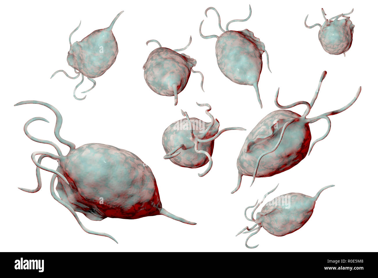 Trichomonas vaginalis, computer illustration. Trichomonas vaginalis is a parasitic microorganism that is the causative agent of trichomoniasis. Trichomoniasis is a common cause of vaginitis and is a sexually transmitted disease. Stock Photo