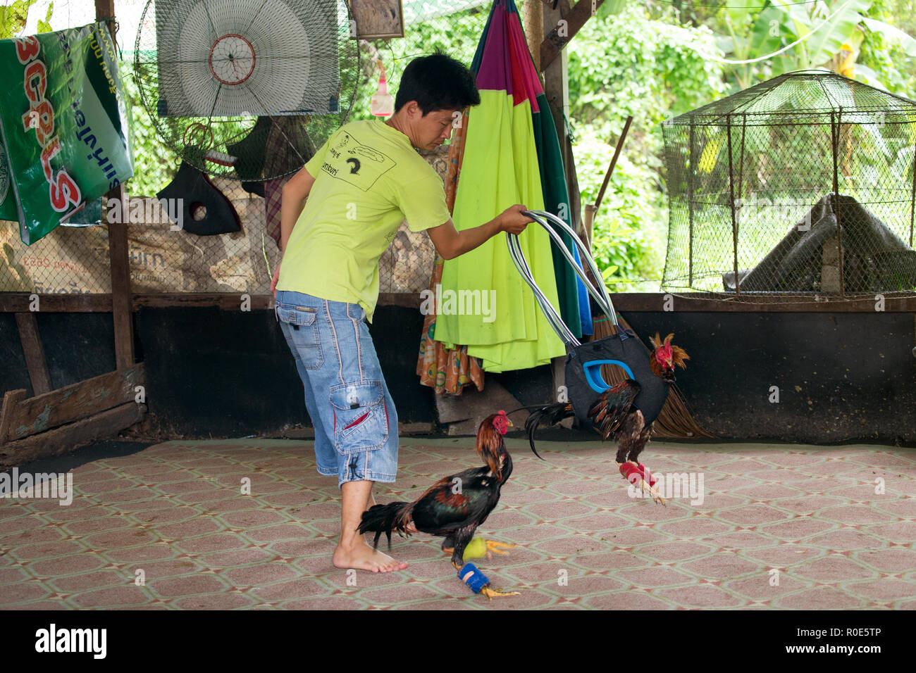 BANGKOK, THAILAND, OCTOBER 03, 2016 : A man is developing the aggressiveness of a fighting rooster by making another one turning around in a cage in t Stock Photo