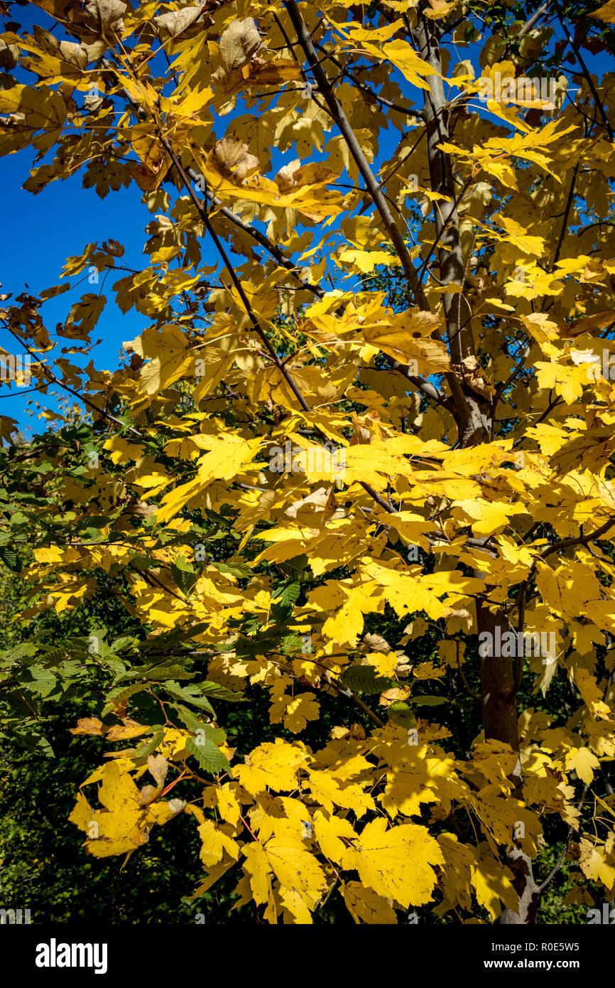Selective focus, fall yellow foliage leaves autumn close-up of a maple ...