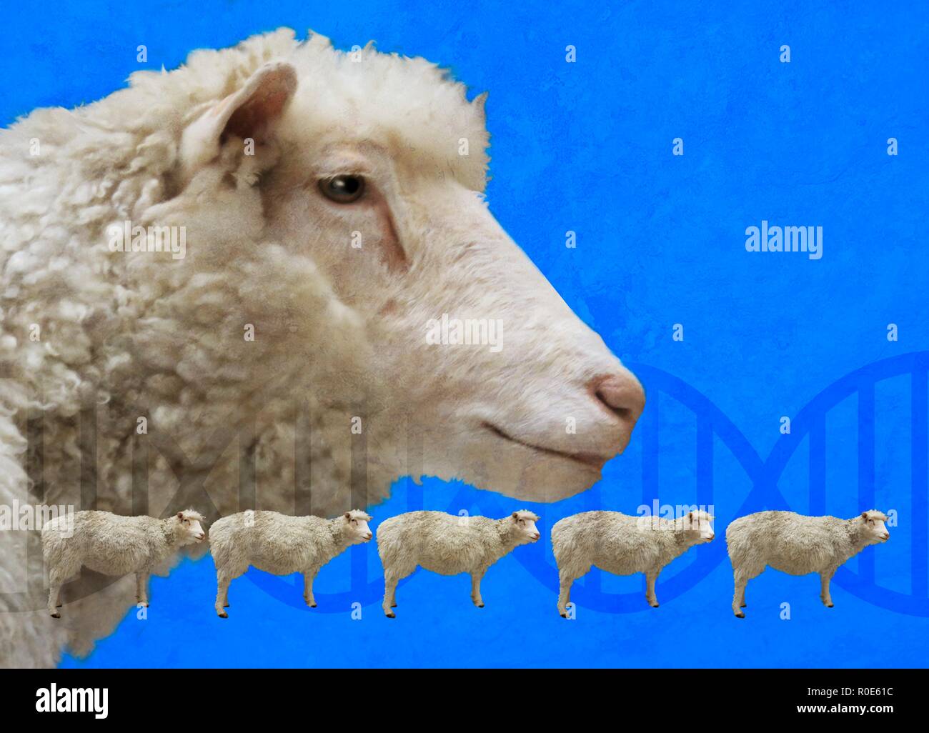 Dolly the sheep High Resolution Stock Photography and Images - Alamy