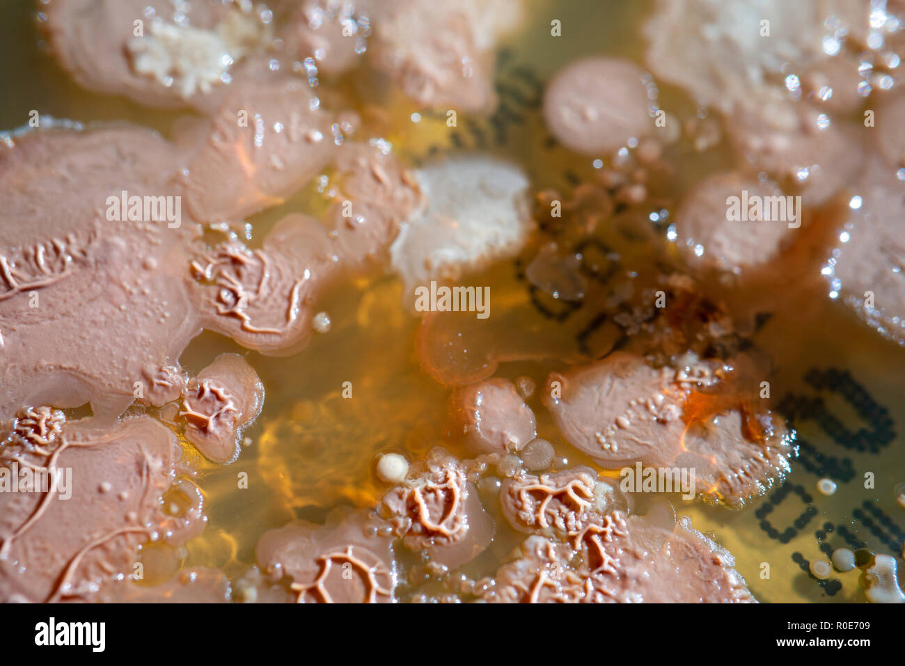 Bacterial colonies growing in Petri dish. Stock Photo