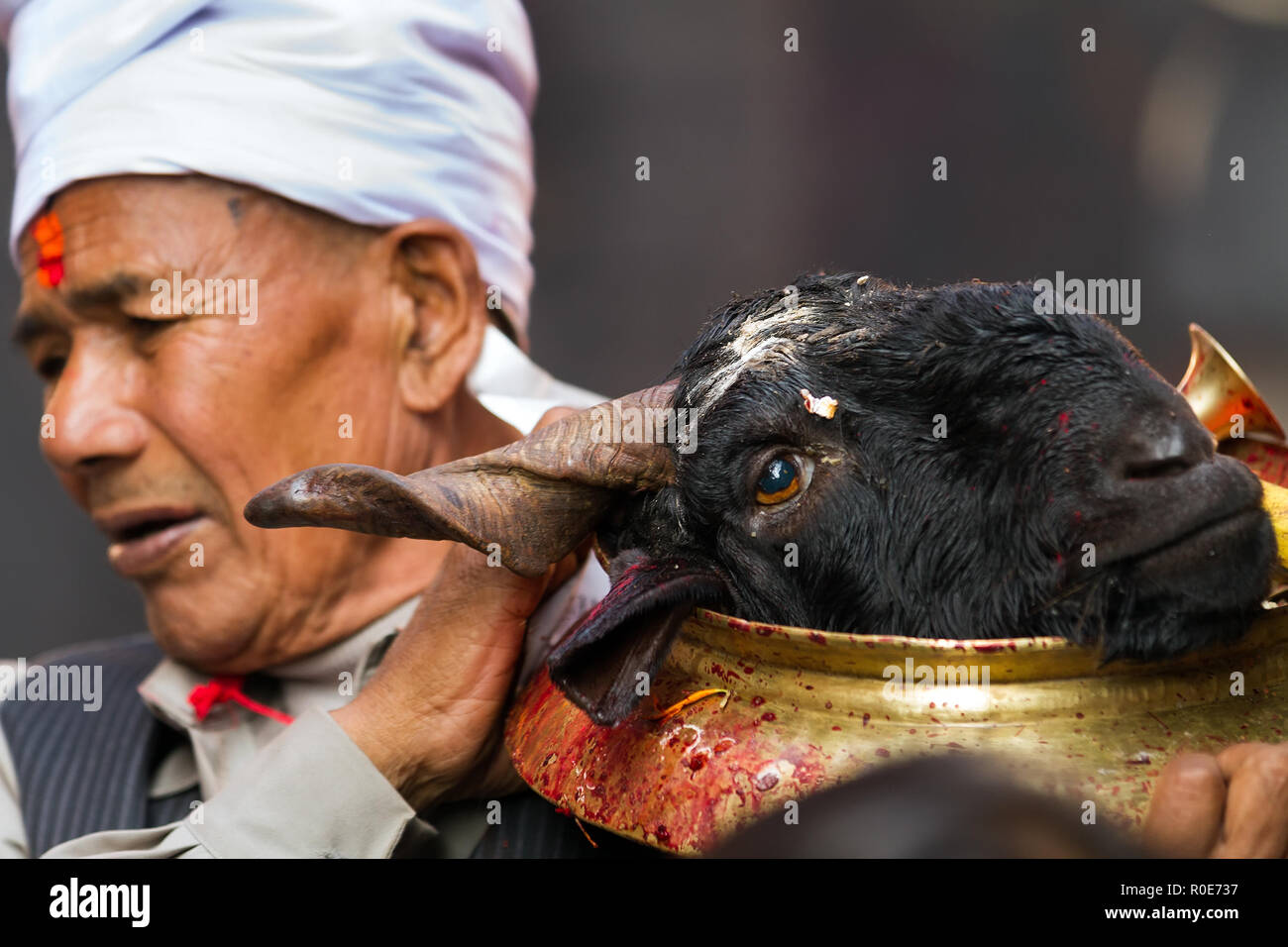 BHAKTAPUR, NEPAL, NOVEMBER 24, 2010: Goat sacrifice ritual: A man is holding a plate with a cut goat head in Bhaktapur, Nepal Stock Photo