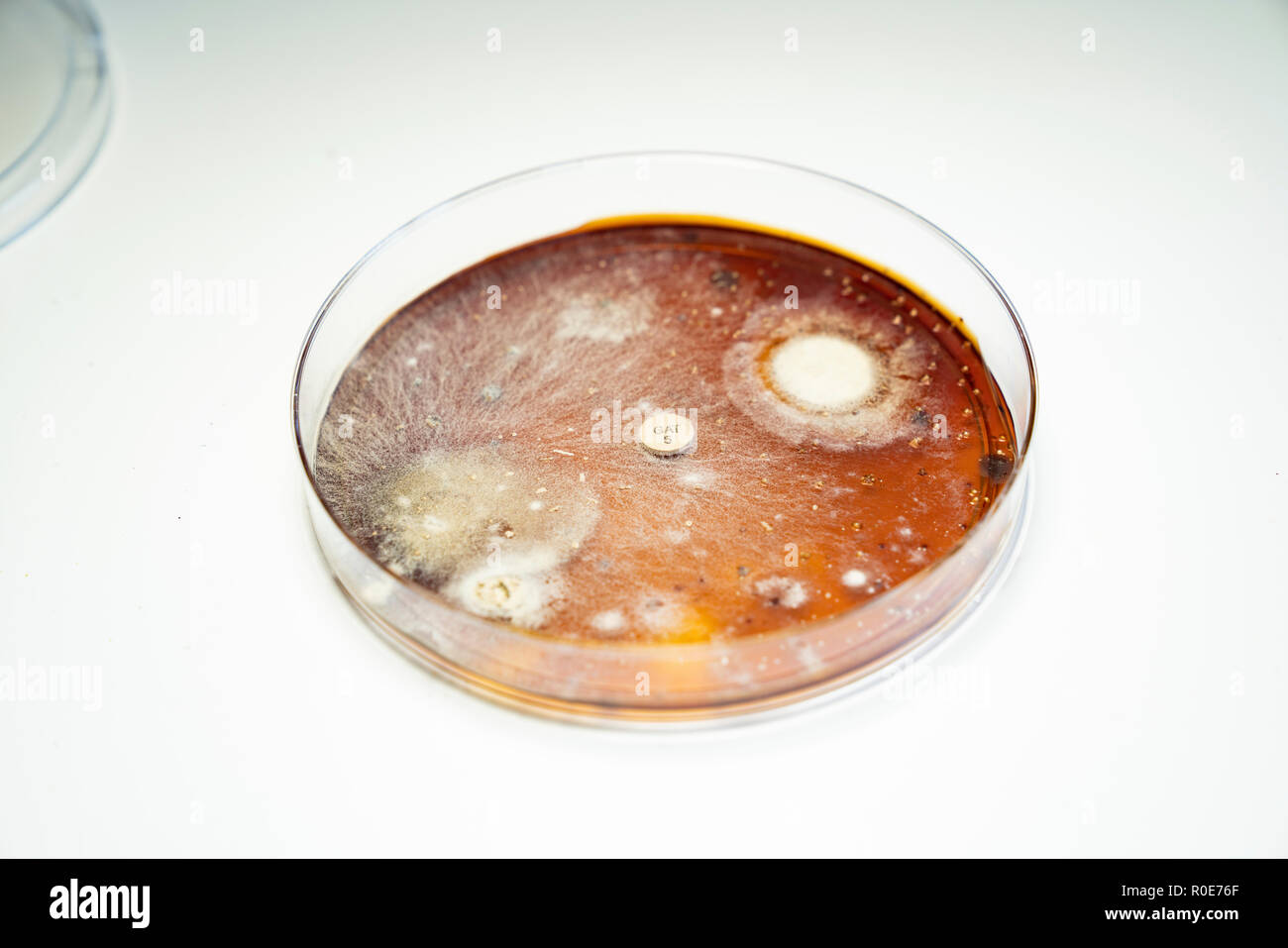 Bacterial colonies growing in Petri dish. Stock Photo
