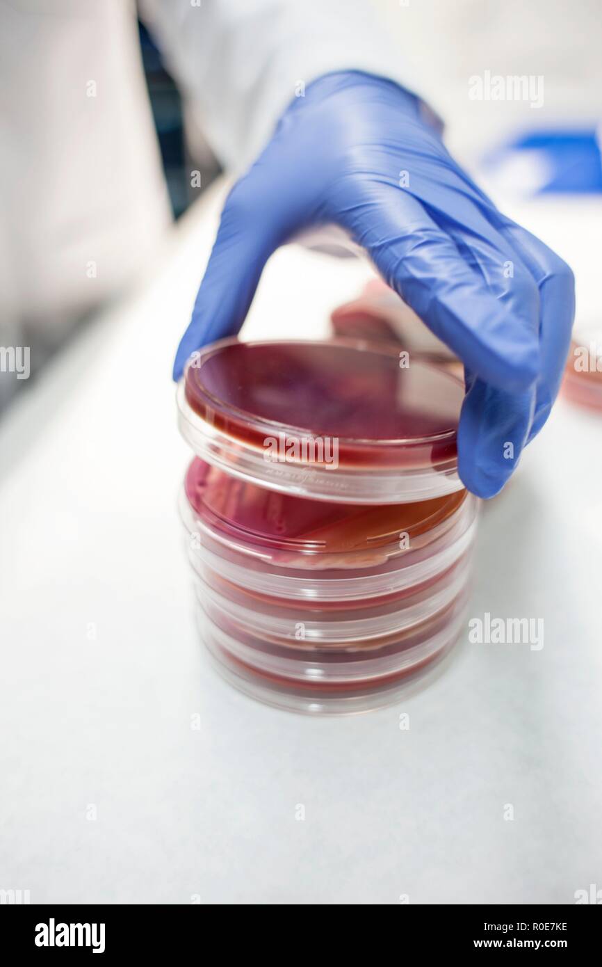 Laboratory assistant placing petri dish on stack, close up. Stock Photo