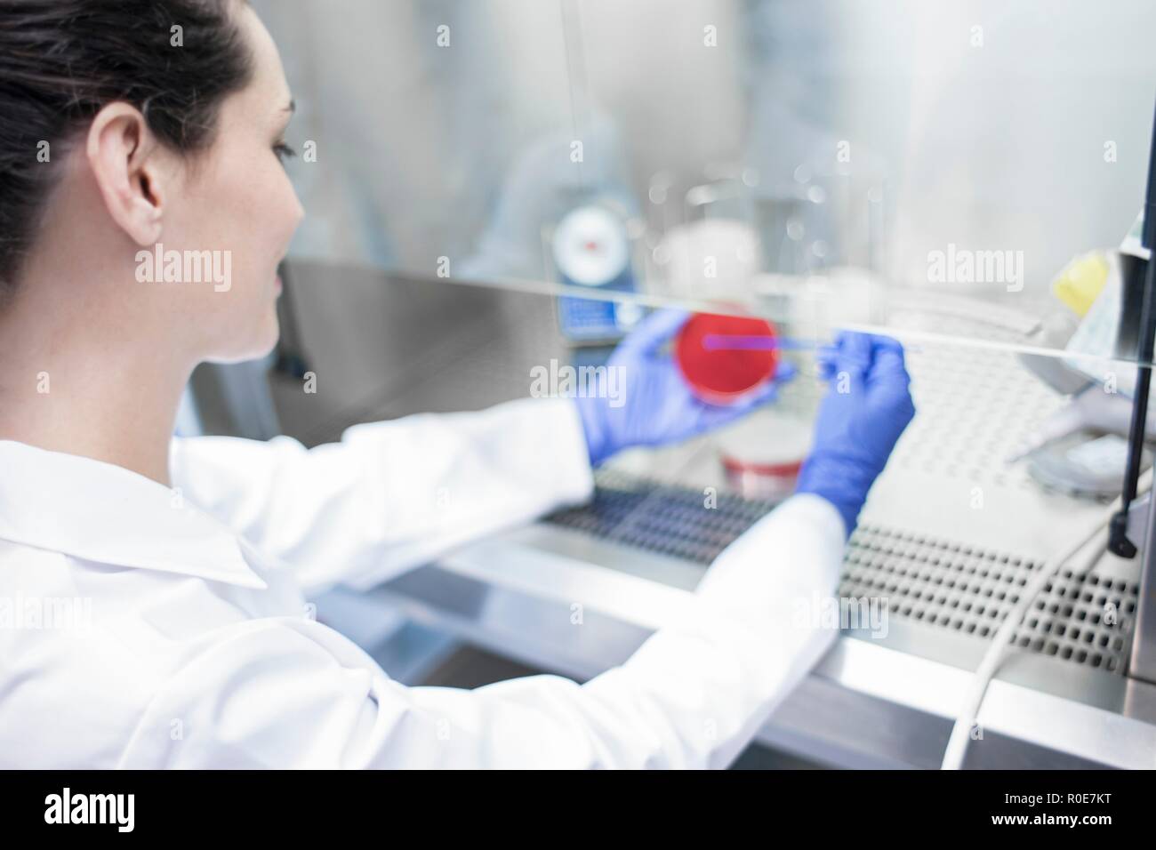 Female laboratory assistant taking sample from petri dish. Stock Photo