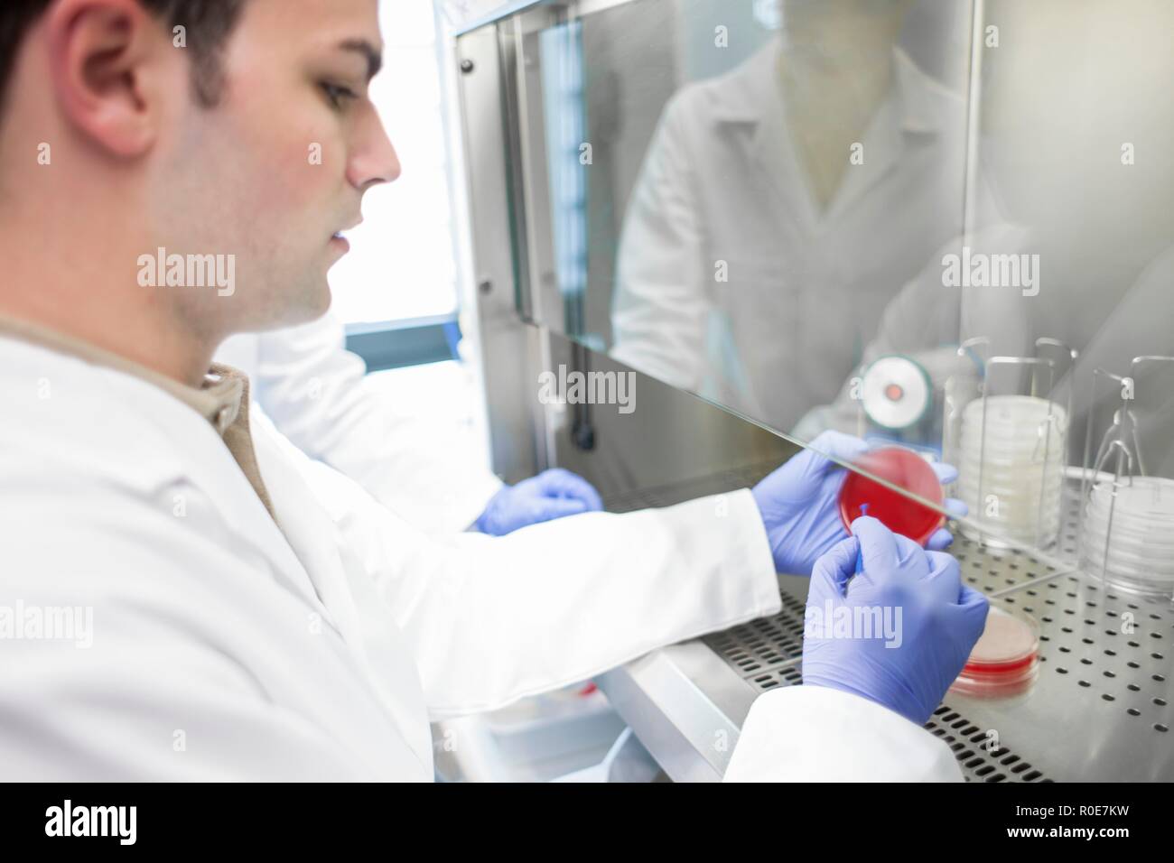 Male laboratory assistant taking sample from petri dish. Stock Photo