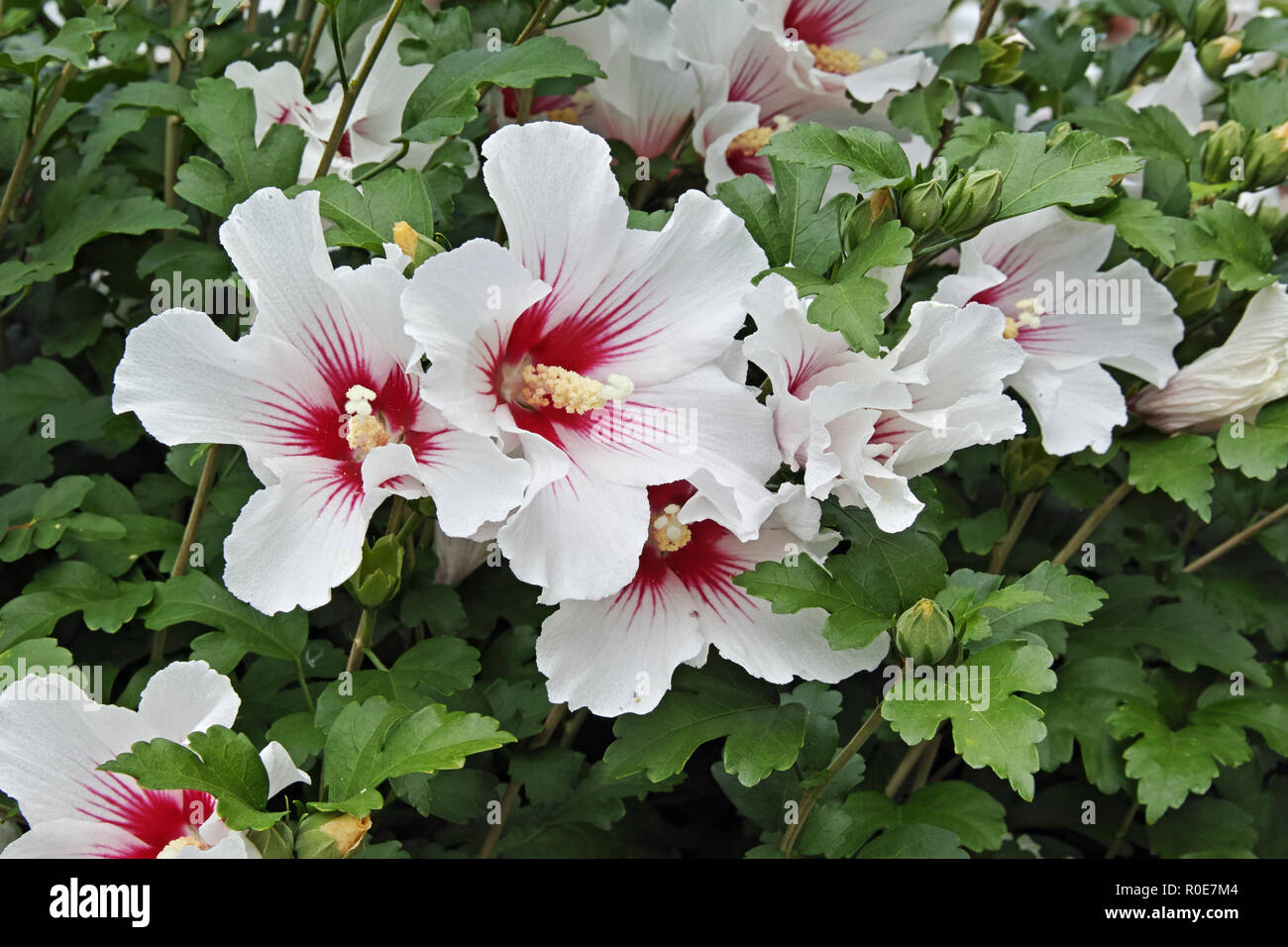 rose of Sharon plant in full blooming, hibiscus syriacus Stock Photo