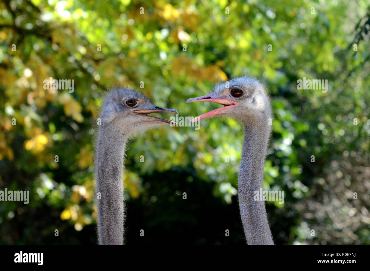 Loving ostriches Stock Photo