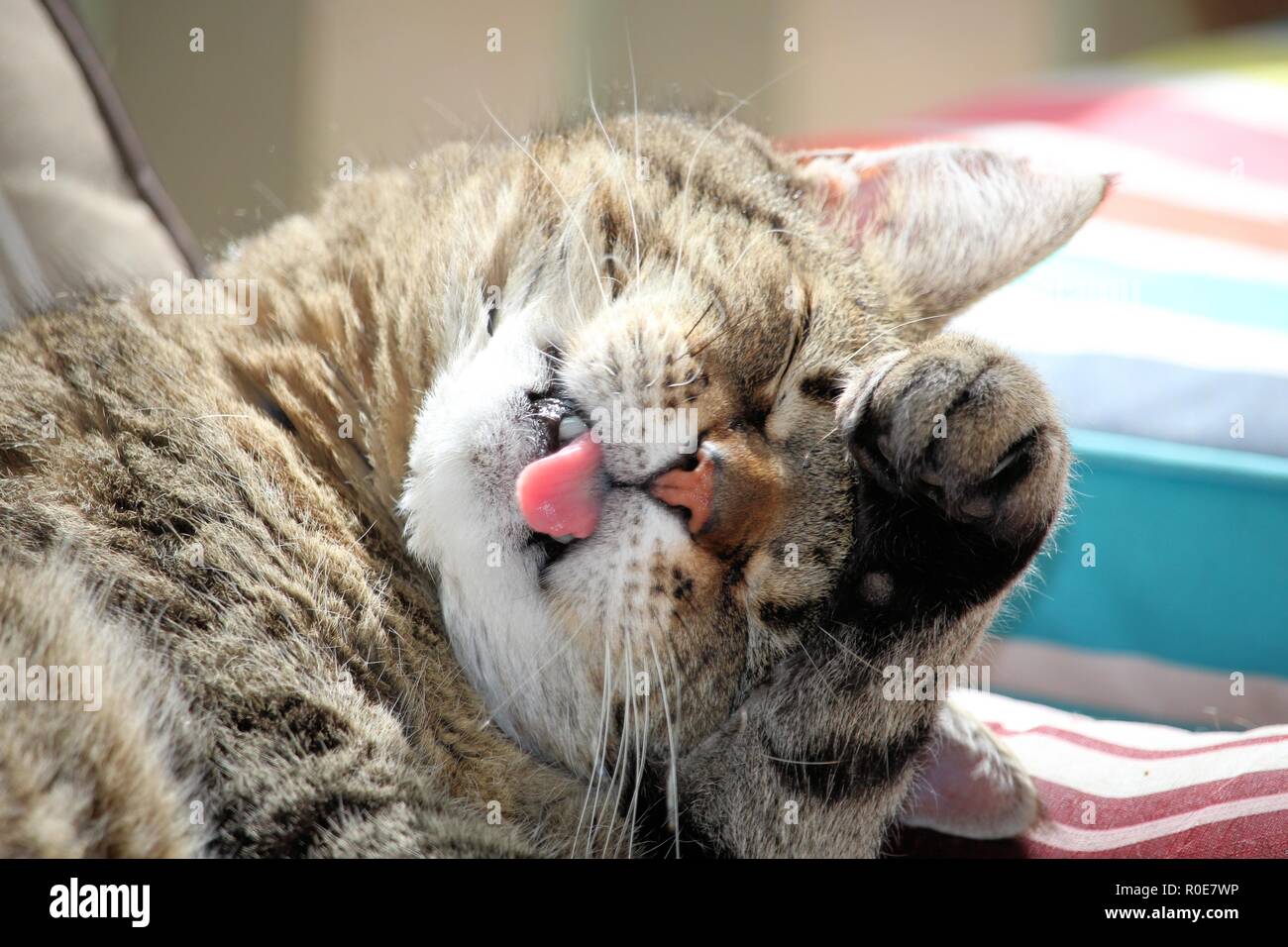 Cat with tongue out grooming Stock Photo Alamy