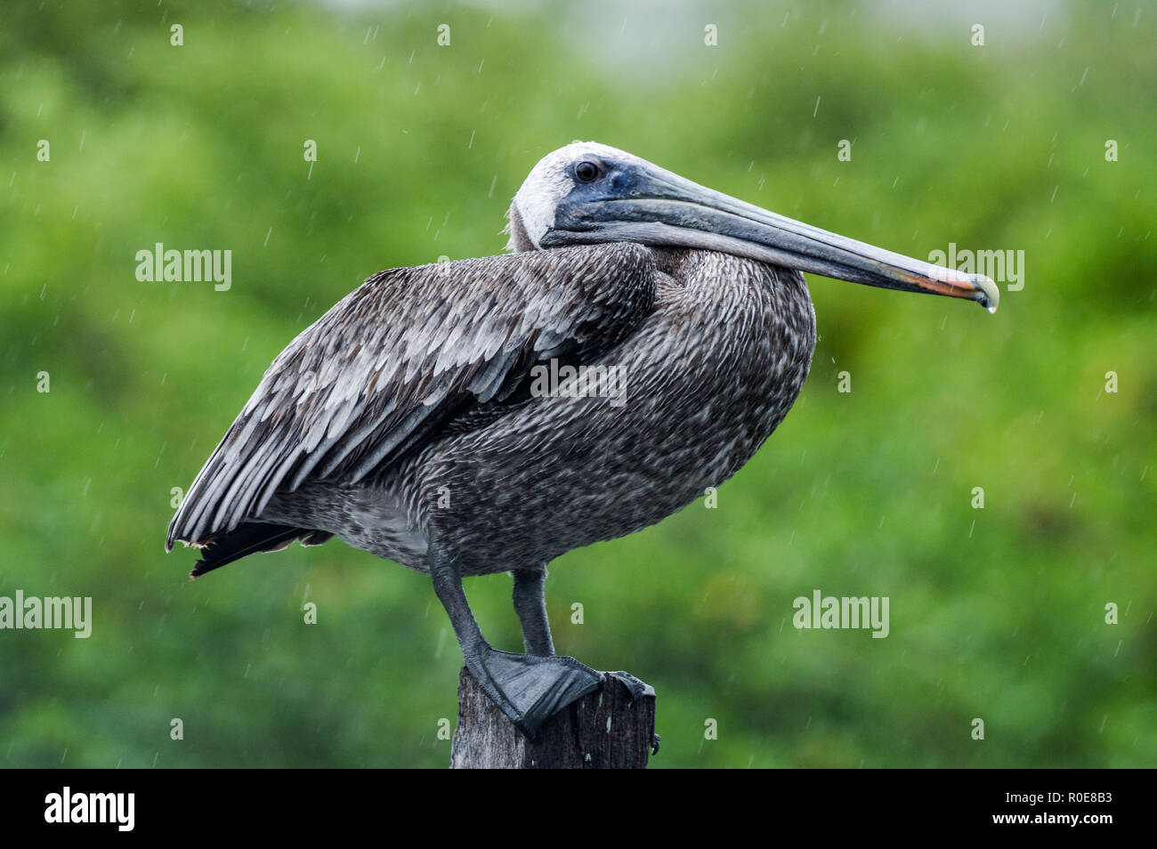 Drenched brown pelican looking unimpressed in heavy rain in Mexico's Sian Ka'an Biosphere Reserve Stock Photo