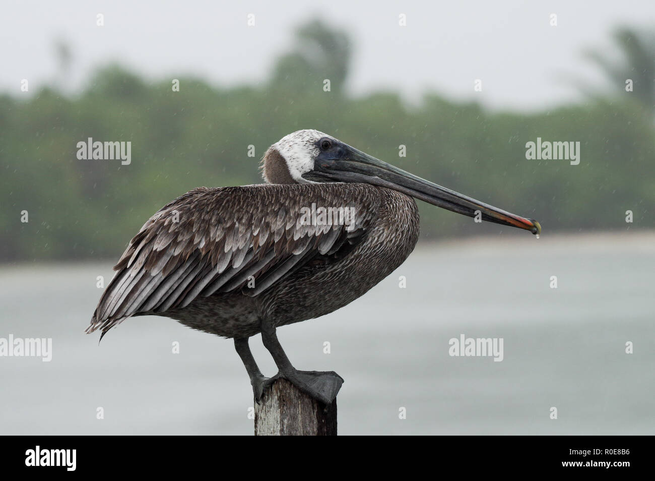 Drenched brown pelican looking unimpressed in heavy rain in Mexico's Sian Ka'an Biosphere Reserve Stock Photo