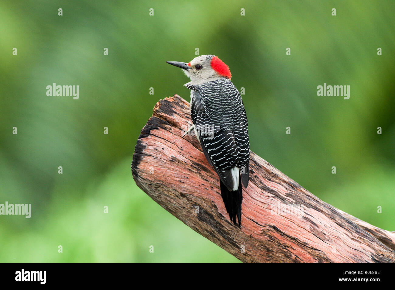 Yucatan woodpecker  (Melanerpes pygmaeus) perched on a beam in Sian Ka'an Biosphere Reserve in Quintana Roo, Mexico Stock Photo