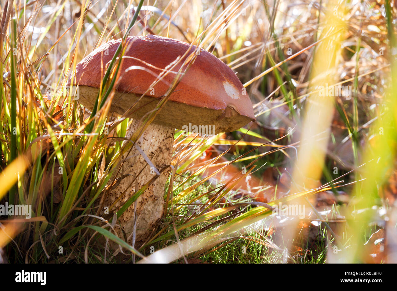 Beautiful specimen of birch bolete (Leccinum scabrum) in Chailey Common Nature Reserve, West Sussex Stock Photo