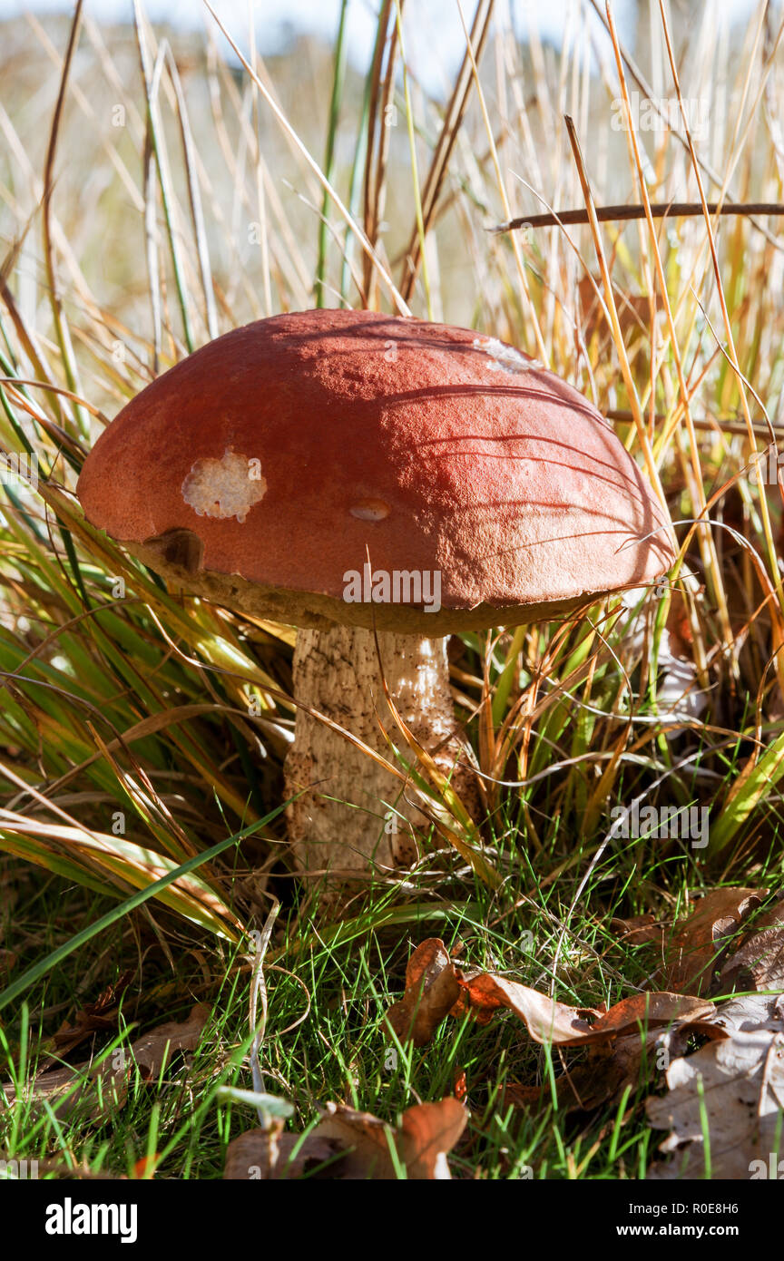 Beautiful specimen of birch bolete (Leccinum scabrum) in Chailey Common Nature Reserve, West Sussex Stock Photo