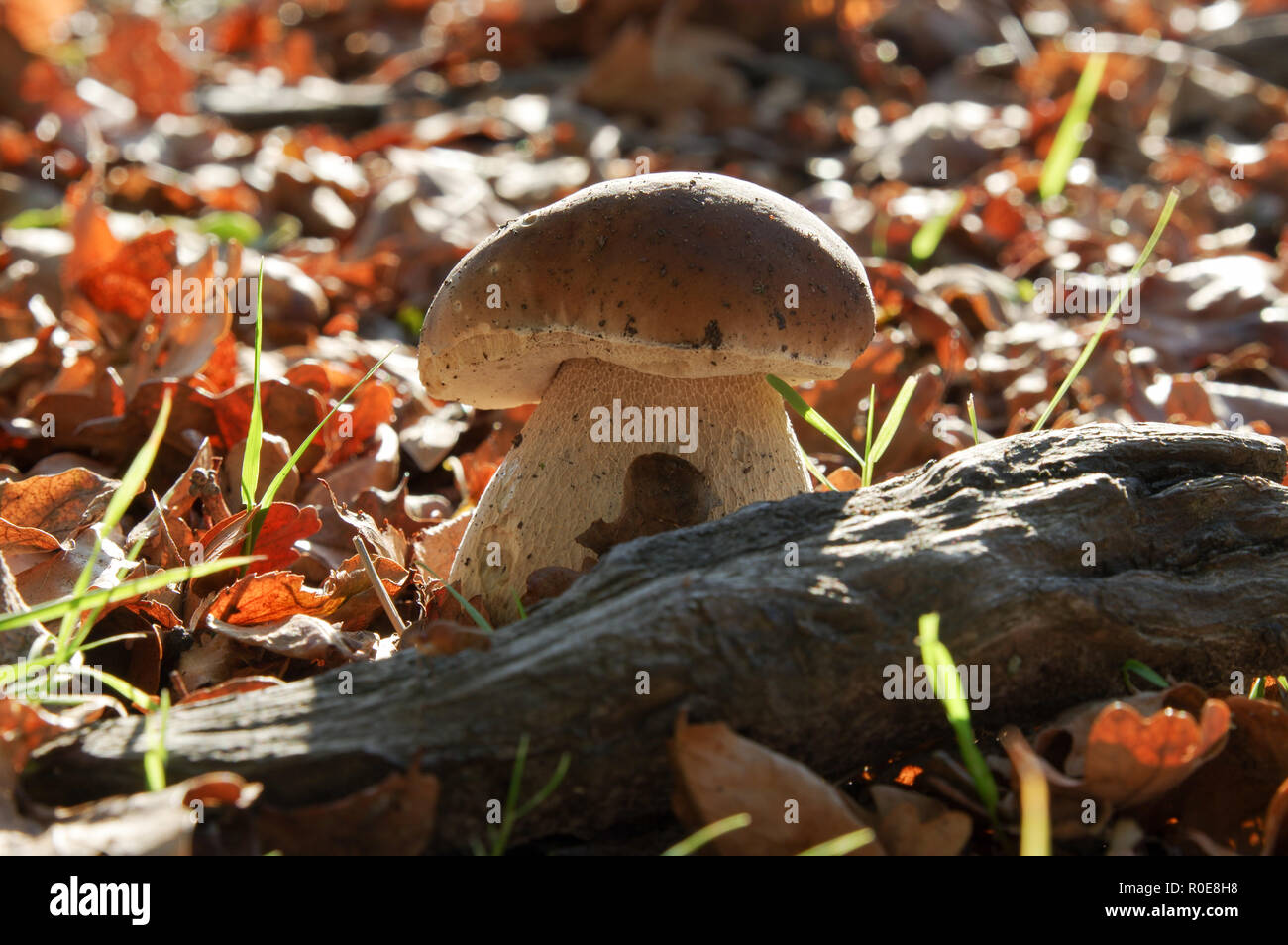 Small penny bun mushroom disguised amongst yellowing autumn leaves in Chailey Common Nature Reserve, West Sussex Stock Photo