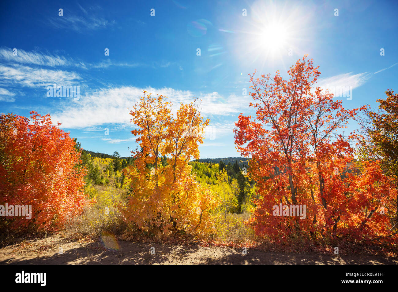 Autumn scene in yellow tones Stock Photo - Alamy