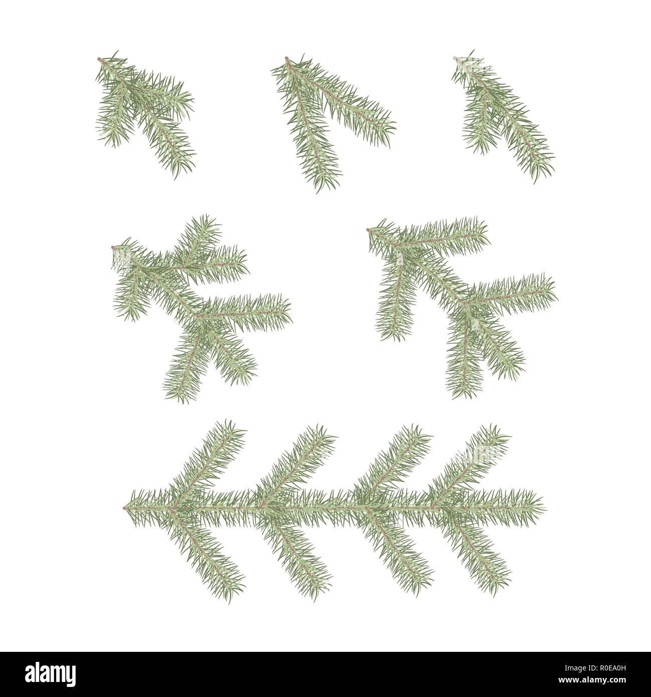 Green branches of a Christmas tree isolated on white background. Vector ...