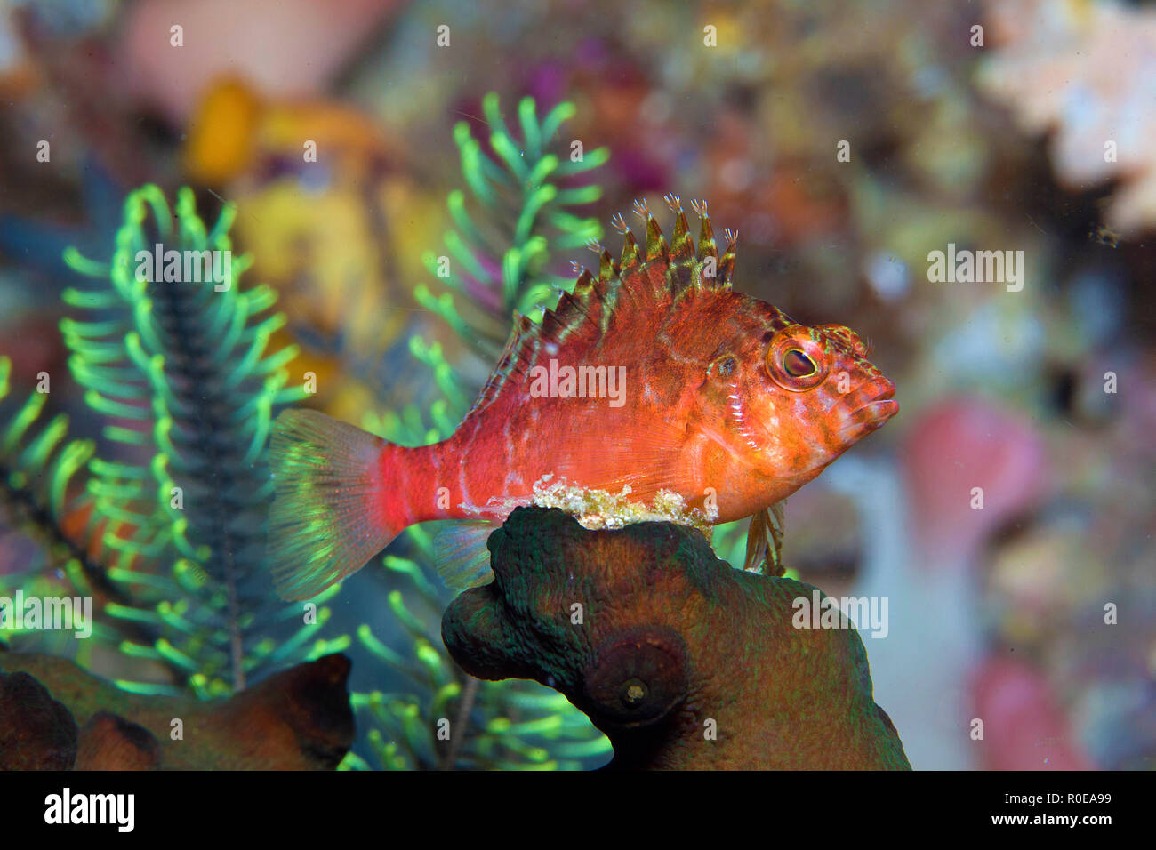Threadfin hawkfish or Spotted Hawkfish (Cirrhitichthys aprinus), Raja Ampat, Irian Jaya, Indonesia Stock Photo