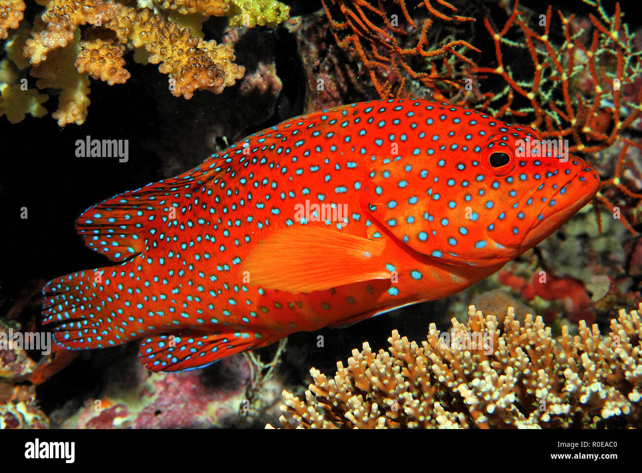 coral trout