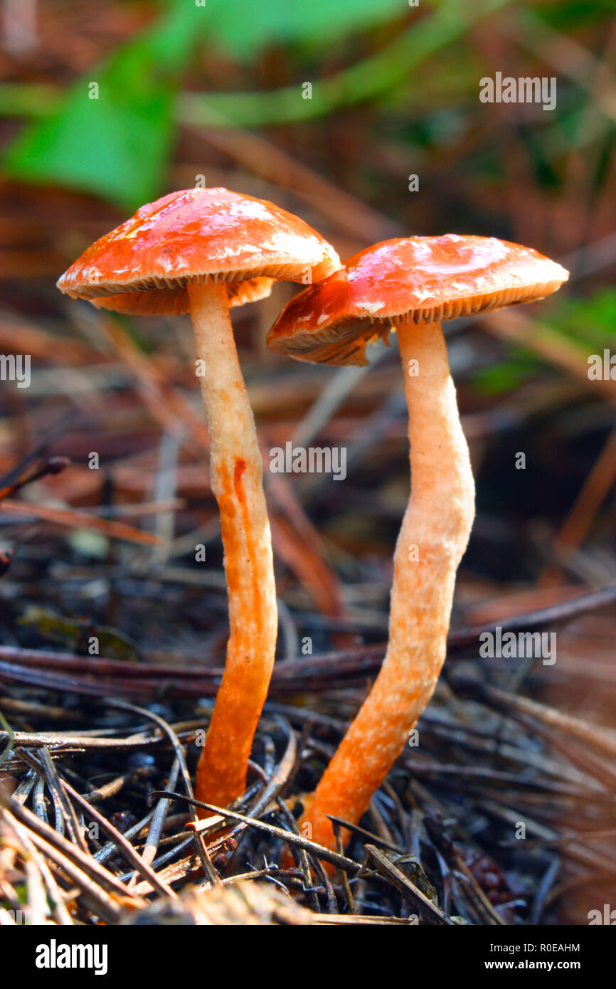 Fruiting body fungi Stock Photo