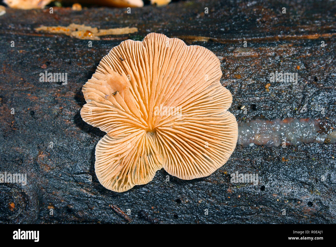Split Gill, Schizophyllum commune. Fruiting body on rotten timber Stock Photo