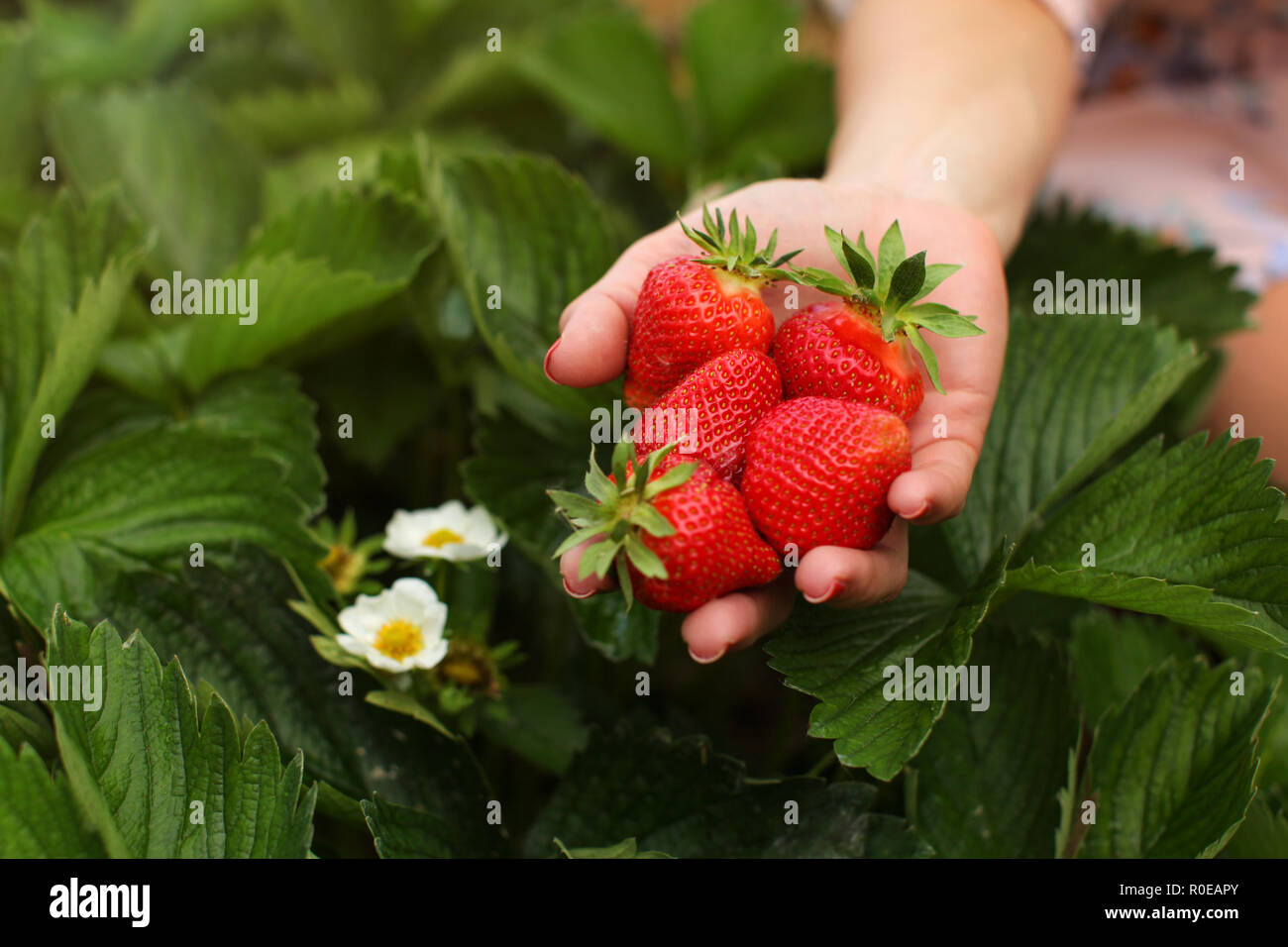 Woman hand holding handful of freshly picked strawberries on self ...