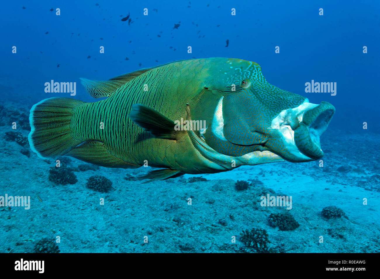 Napoleonfisch (Cheilinus undulatus) mit offenem Maul, Palau, Mikronesien | Giant Wrasse (Cheilinus undulatus), open mouth, Palau, Micronesia Stock Photo