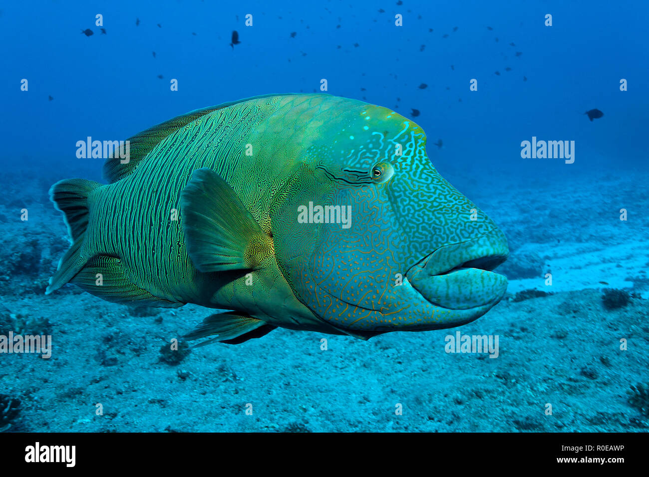 Napoleonfisch (Cheilinus undulatus), Palau, Mikronesien | Giant Wrasse (Cheilinus undulatus), Palau, Micronesia Stock Photo