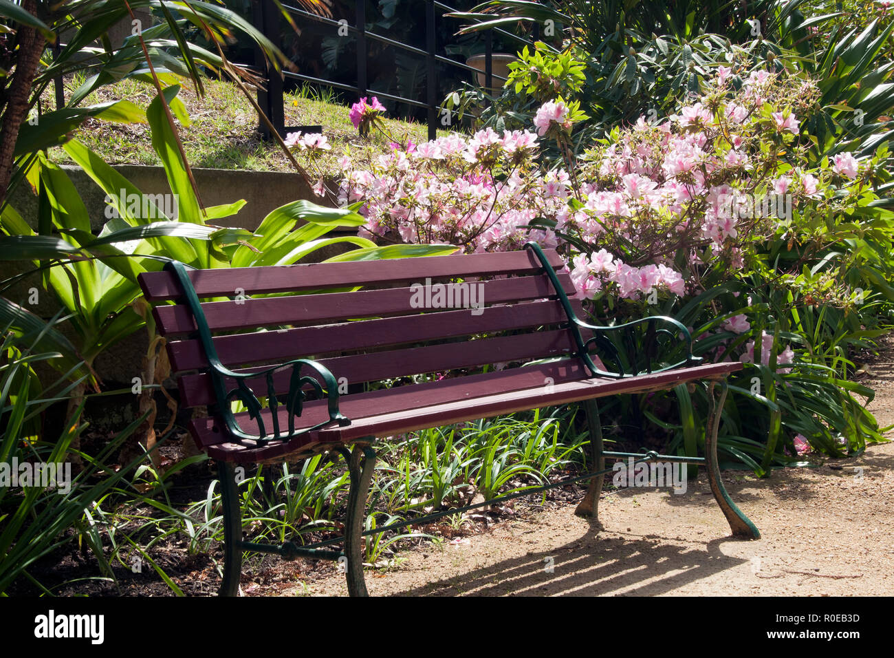 Sydney Australia Wooden Seat In Garden With Flowering Azalea Bush