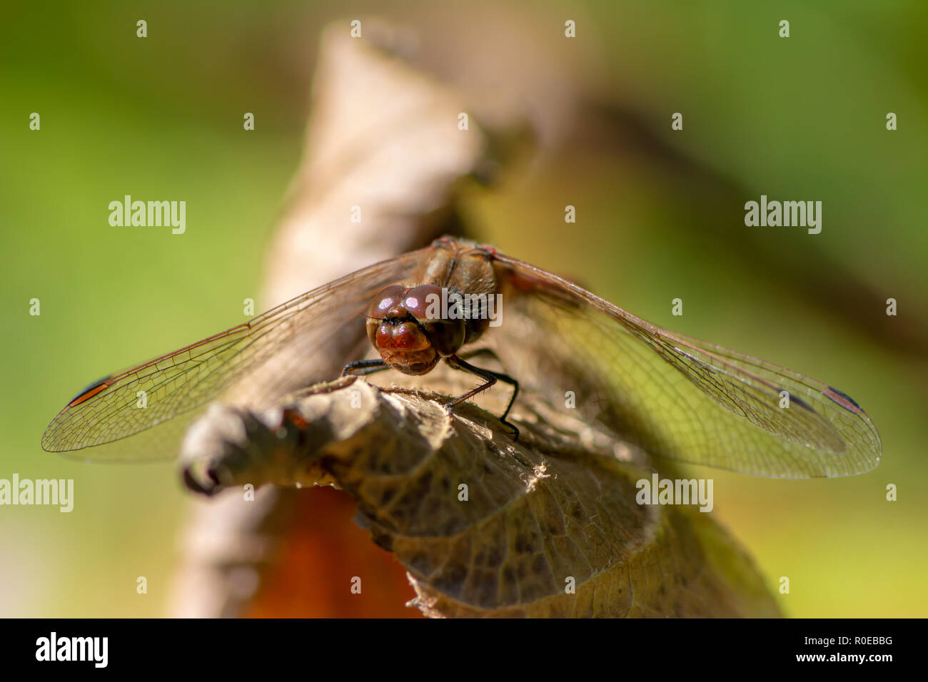 Macro of a dragonfy sitting on a leaf Stock Photo - Alamy