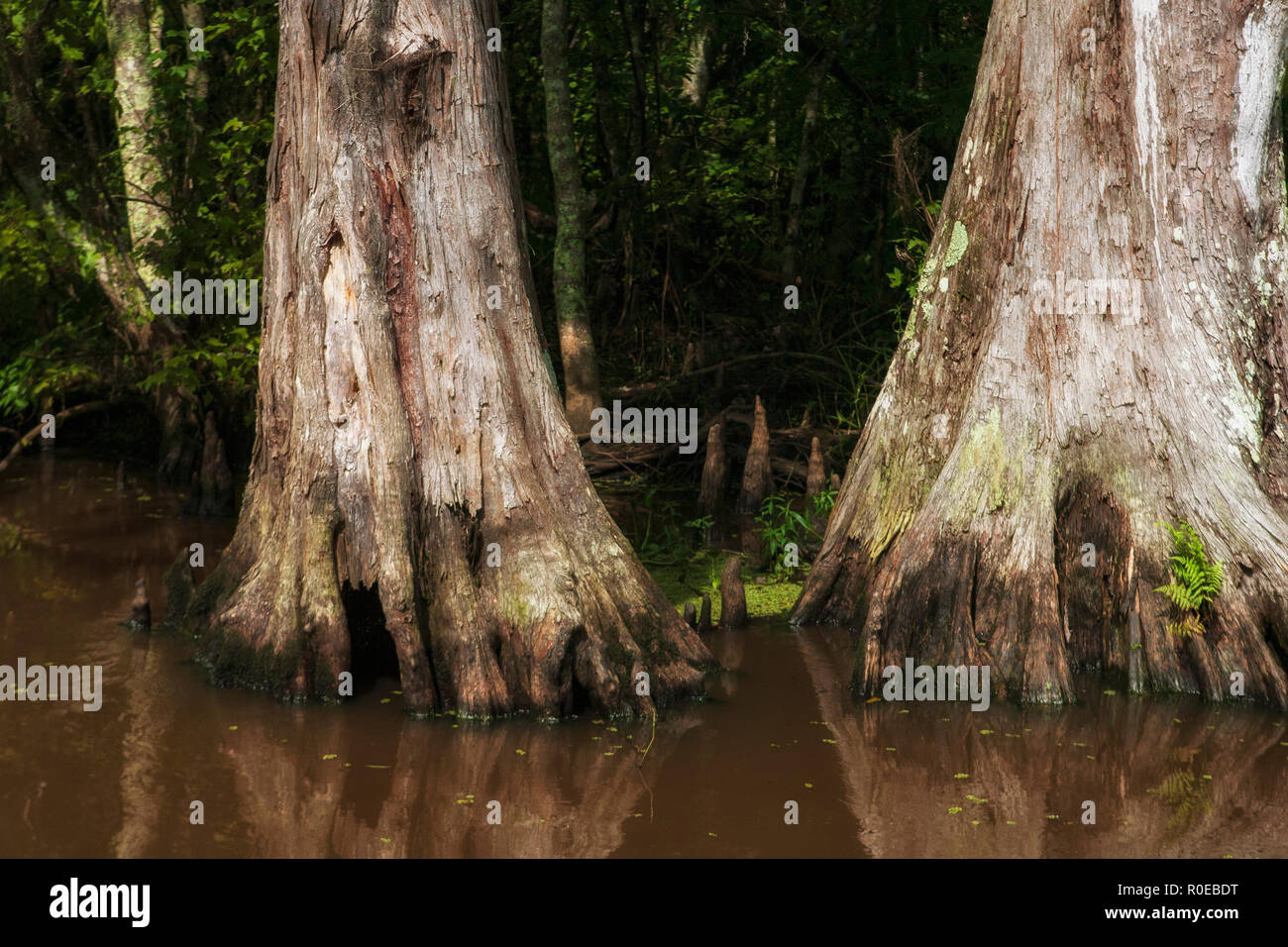 The fragile ecosystem of a Louisiana swamp, Bayou L’Ours near Thibodaux