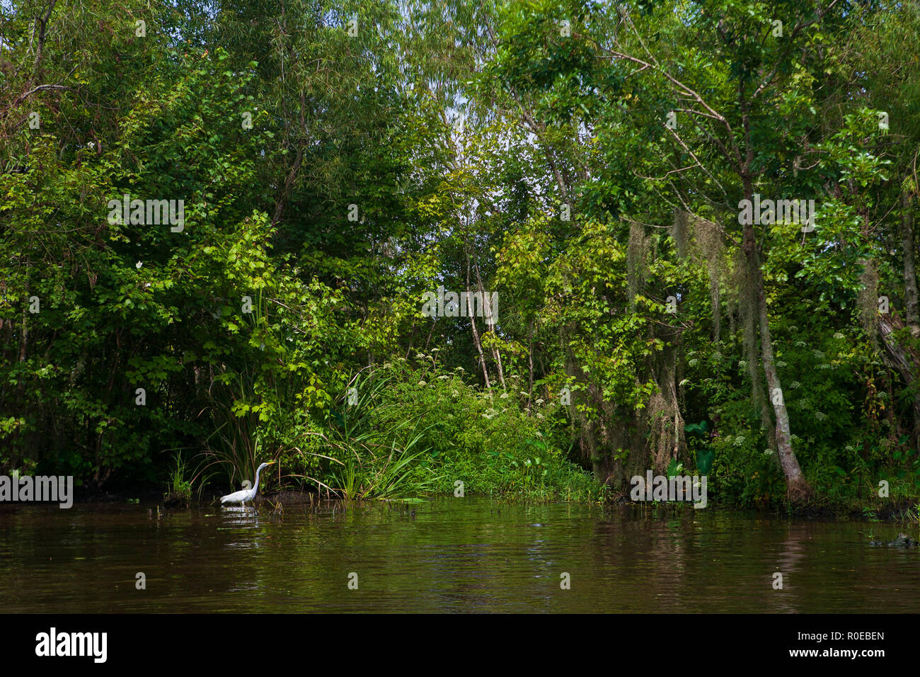 The fragile ecosystem of a Louisiana swamp, Bayou L’Ours near Thibodaux