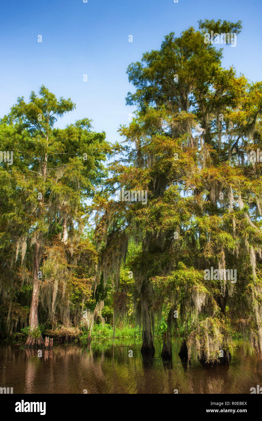 The fragile ecosystem of a Louisiana swamp, Bayou L’Ours near Thibodaux