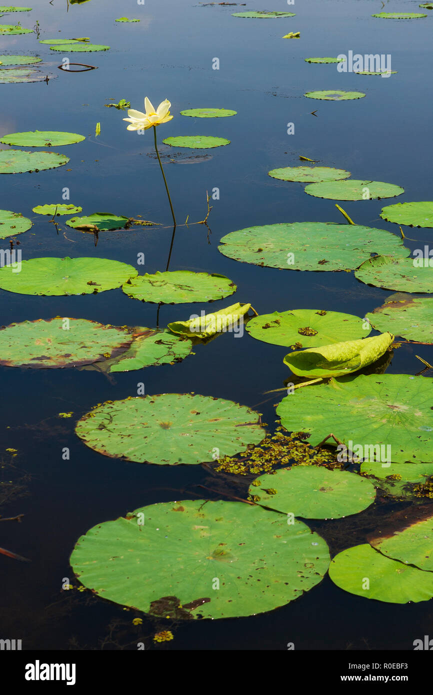 The fragile ecosystem of a Louisiana swamp, Bayou L’Ours near Thibodaux