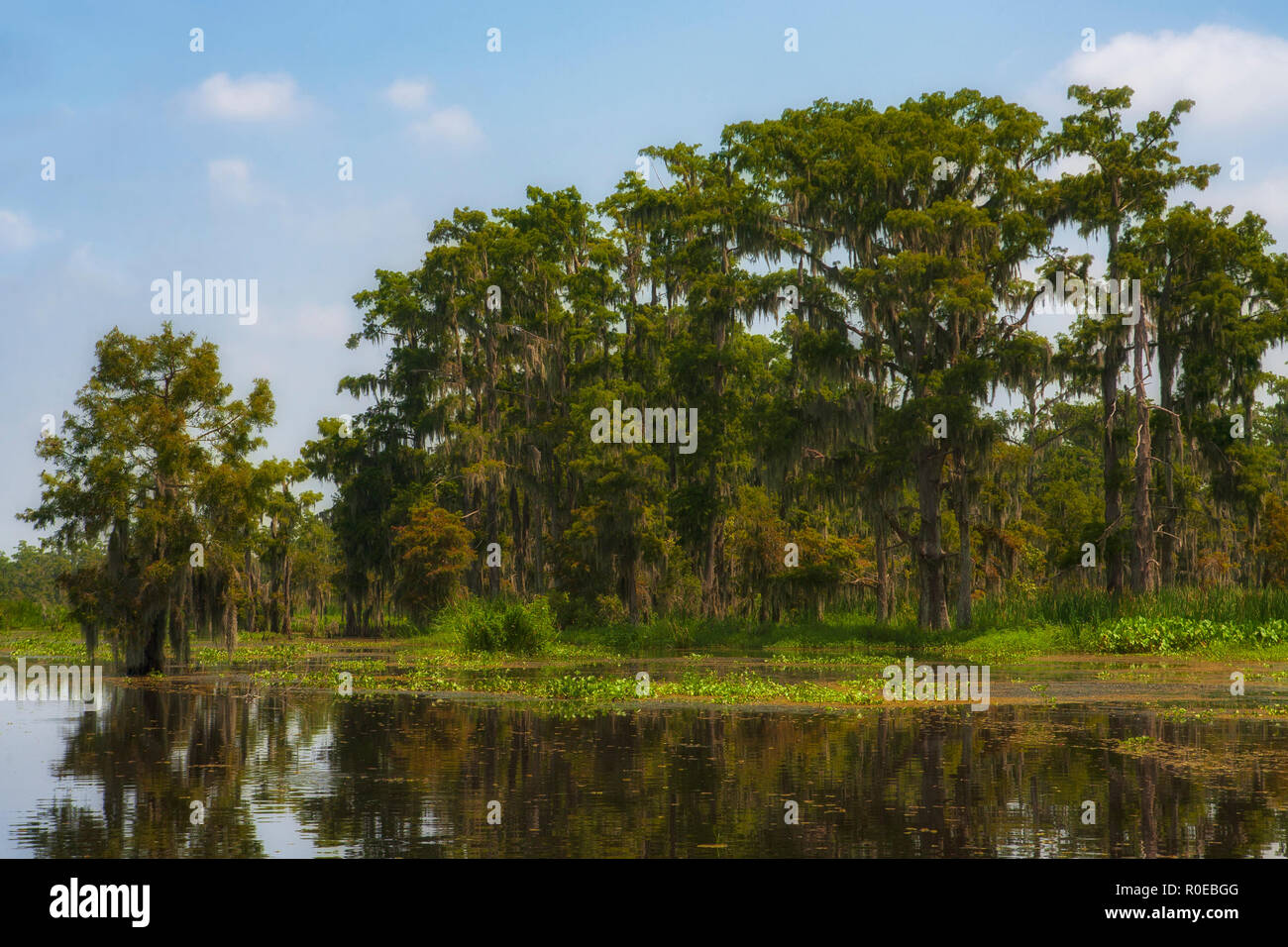 The fragile ecosystem of a Louisiana swamp, Bayou L’Ours near Thibodaux