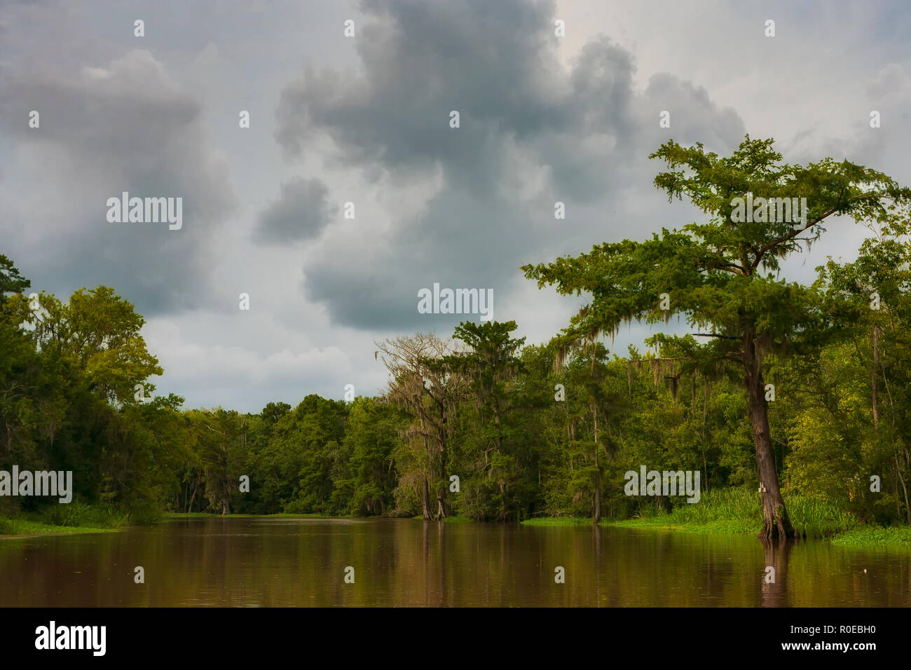 The fragile ecosystem of a Louisiana swamp, Bayou L’Ours near Thibodaux