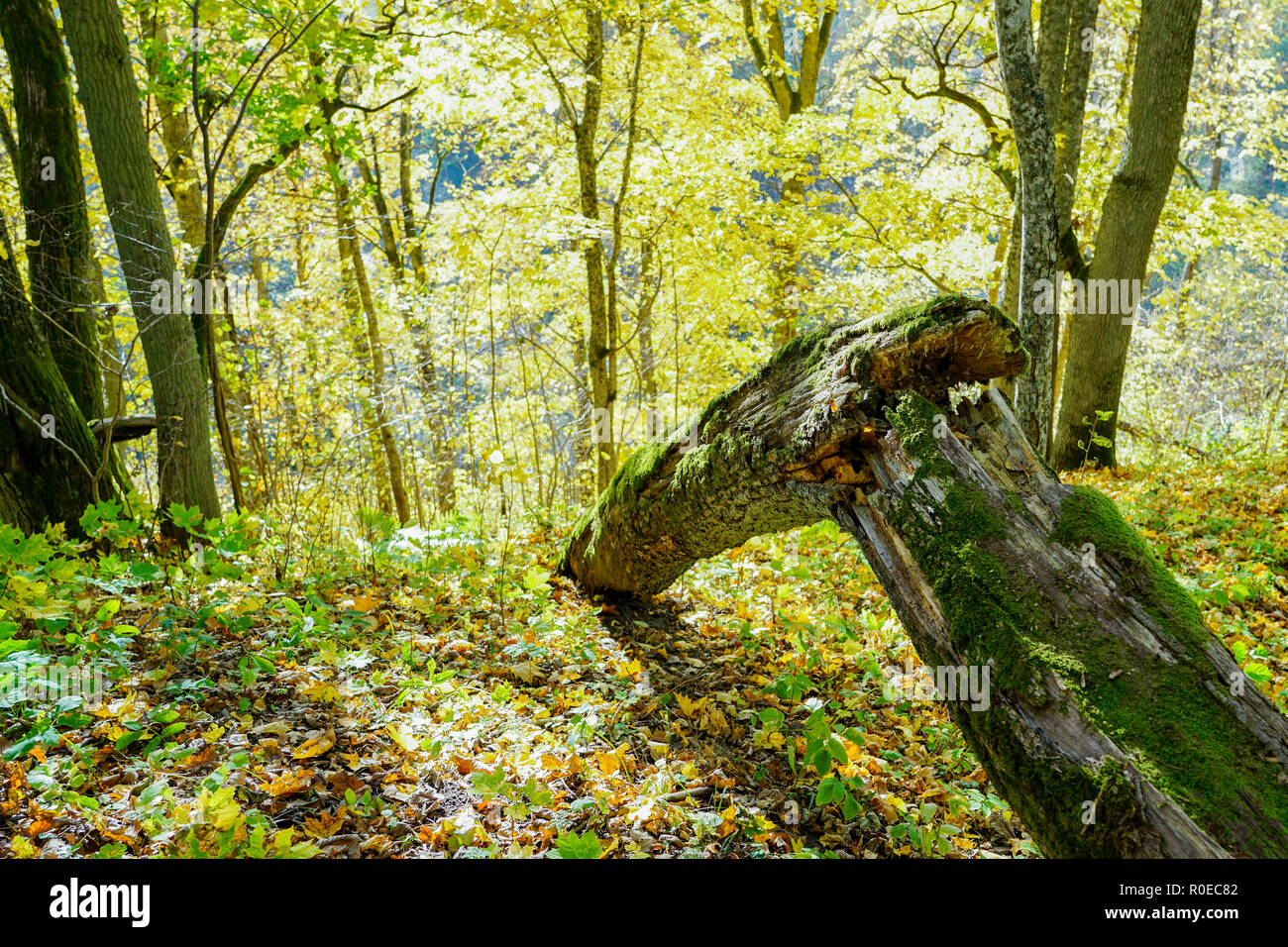 wind broken tree in the forest Stock Photo