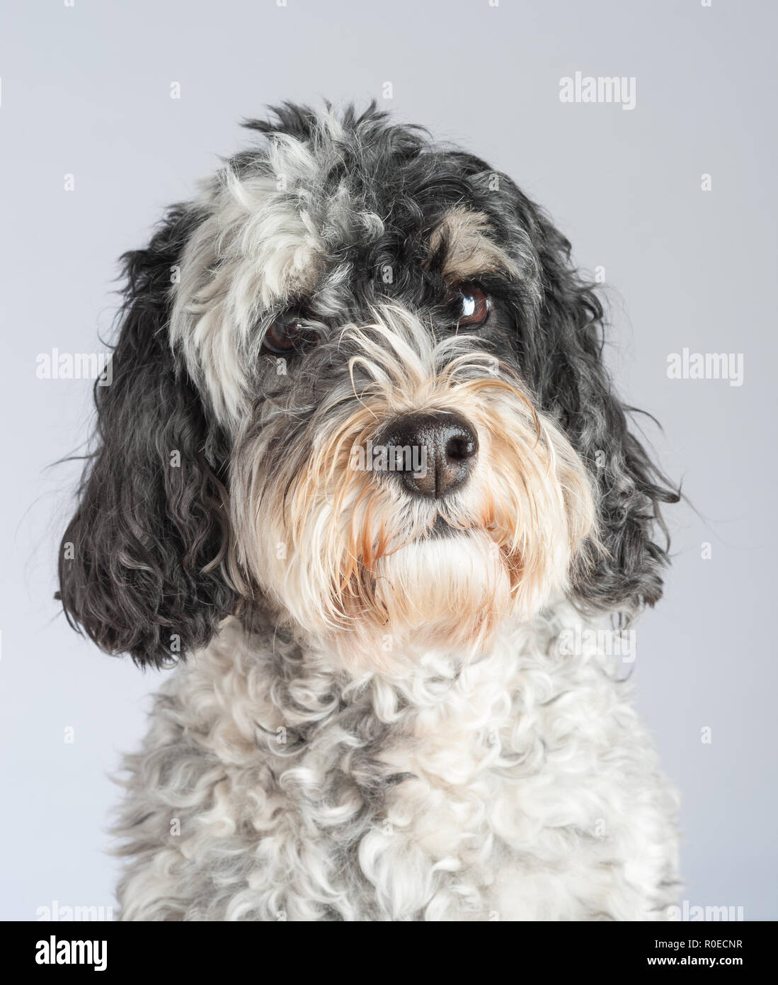 Black and white Cockapoo dog portrait Stock Photo