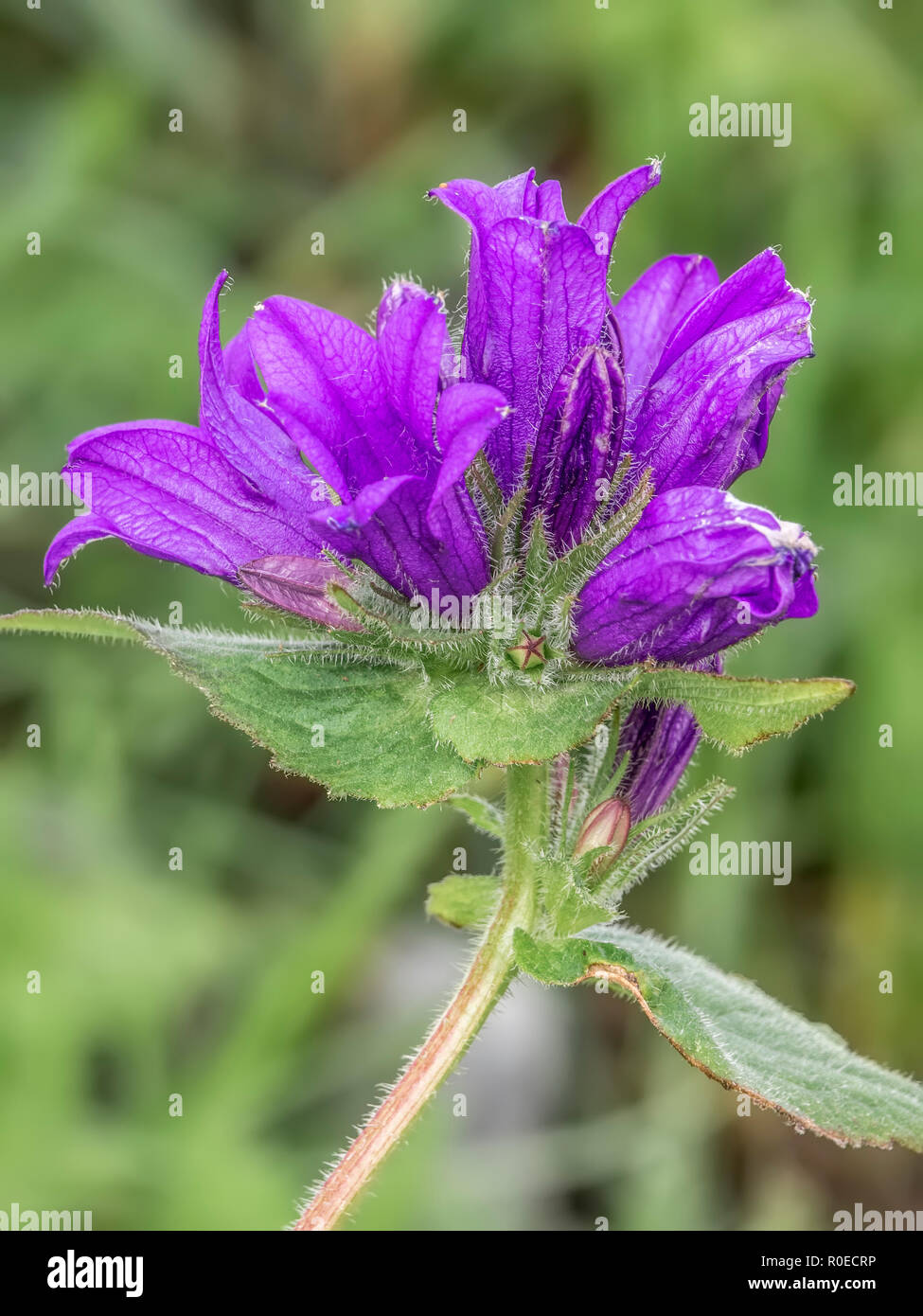 Bearded Bellflower, Campanula Barbata, Honningsvag, Norway Stock Photo