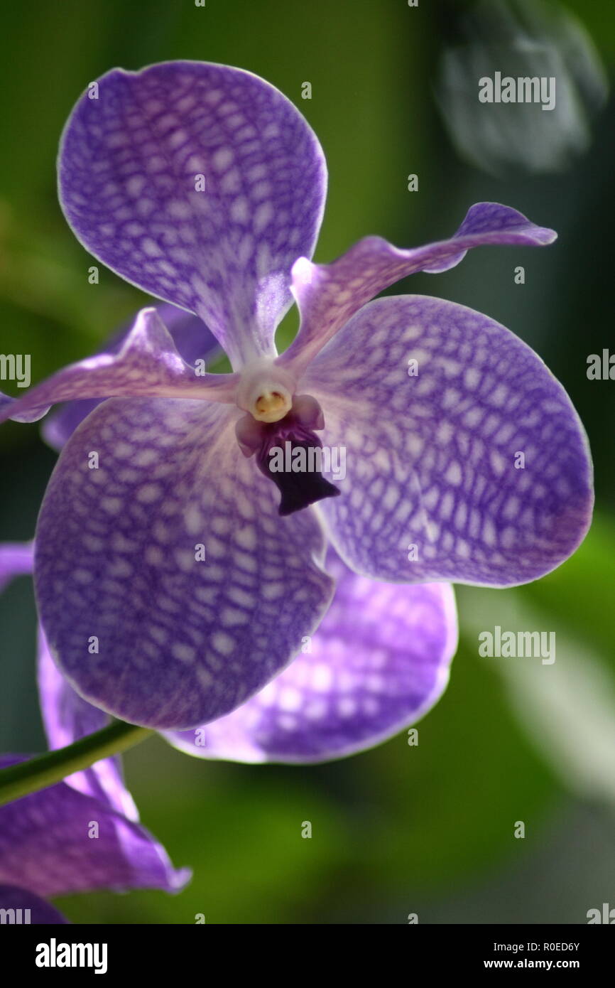 Close up of a beautiful blue one orchid flower Stock Photo