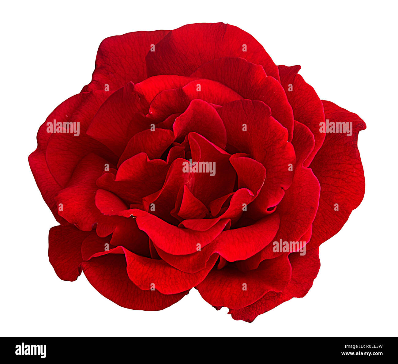 rose isolated on white background Stock Photo - Alamy