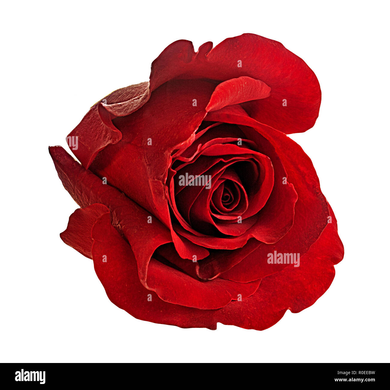 rose isolated on white background Stock Photo - Alamy