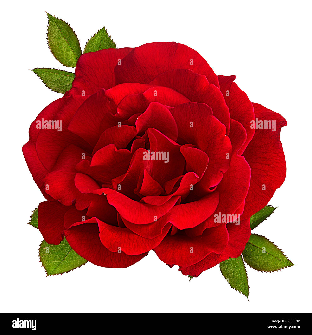 rose isolated on white background Stock Photo - Alamy