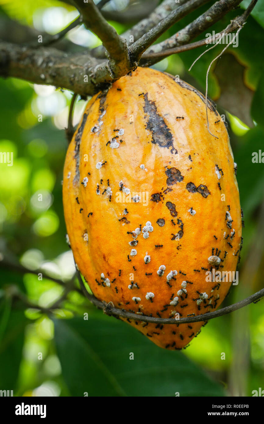 A cocoa tree in Indonesia - Bali. Stock Photo