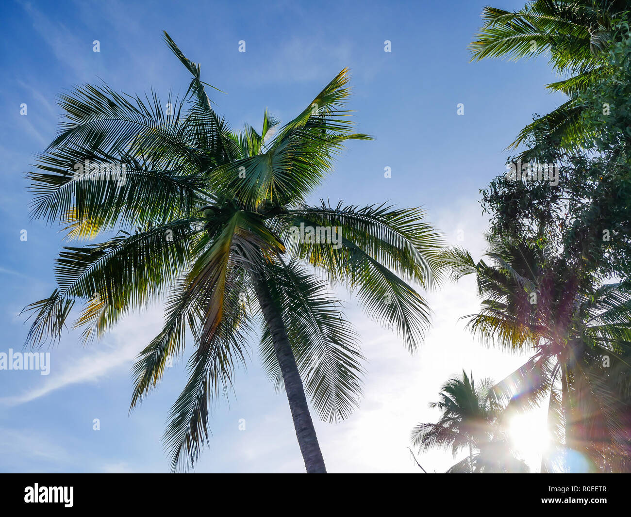 A palm tree in Indonesia - Lombok. Stock Photo