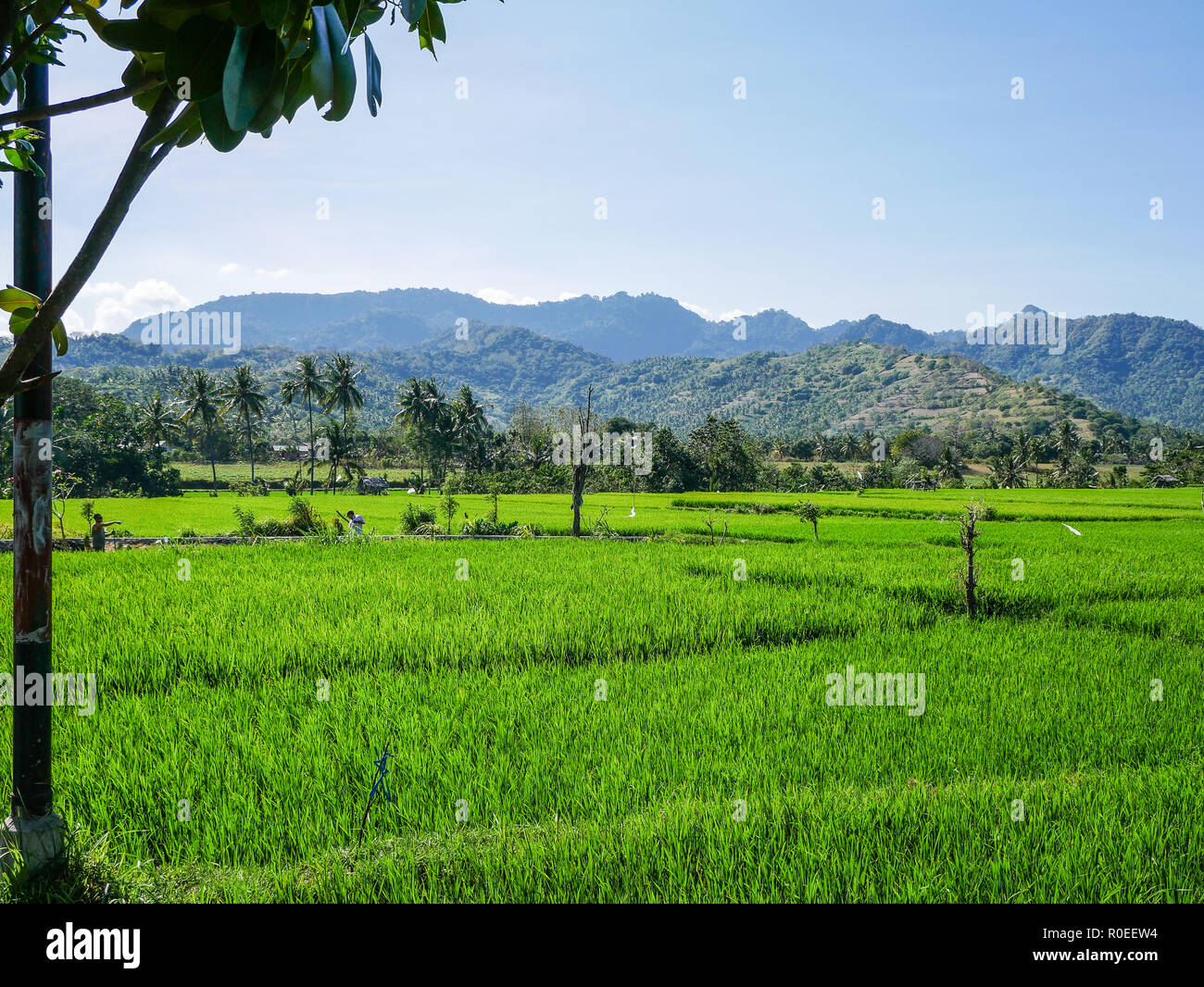 A rice field in Indonesia - Bali. Stock Photo