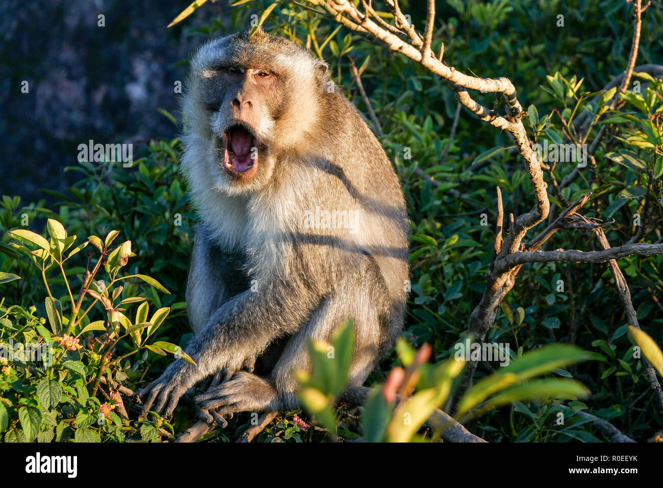 A yawning monkey in Indonesia. Stock Photo