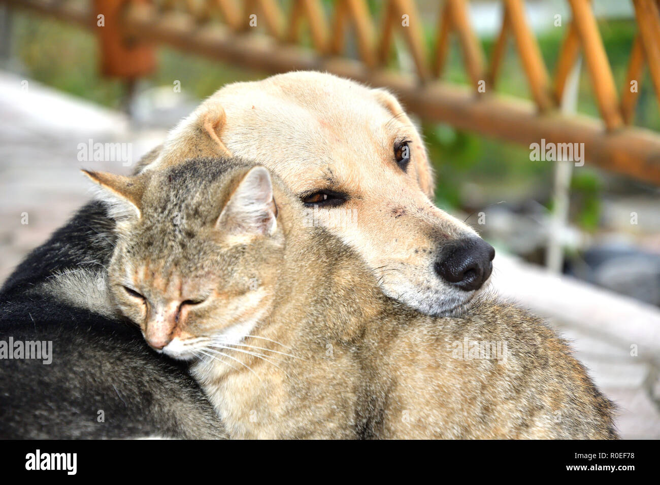 Dog and cat to snuggle in animal love best friends Stock Photo - Alamy