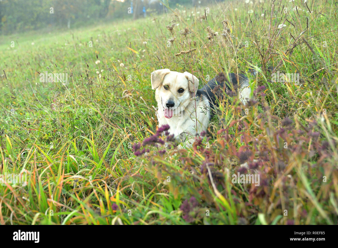 Dog and cat to snuggle in animal love best friends Stock Photo Alamy